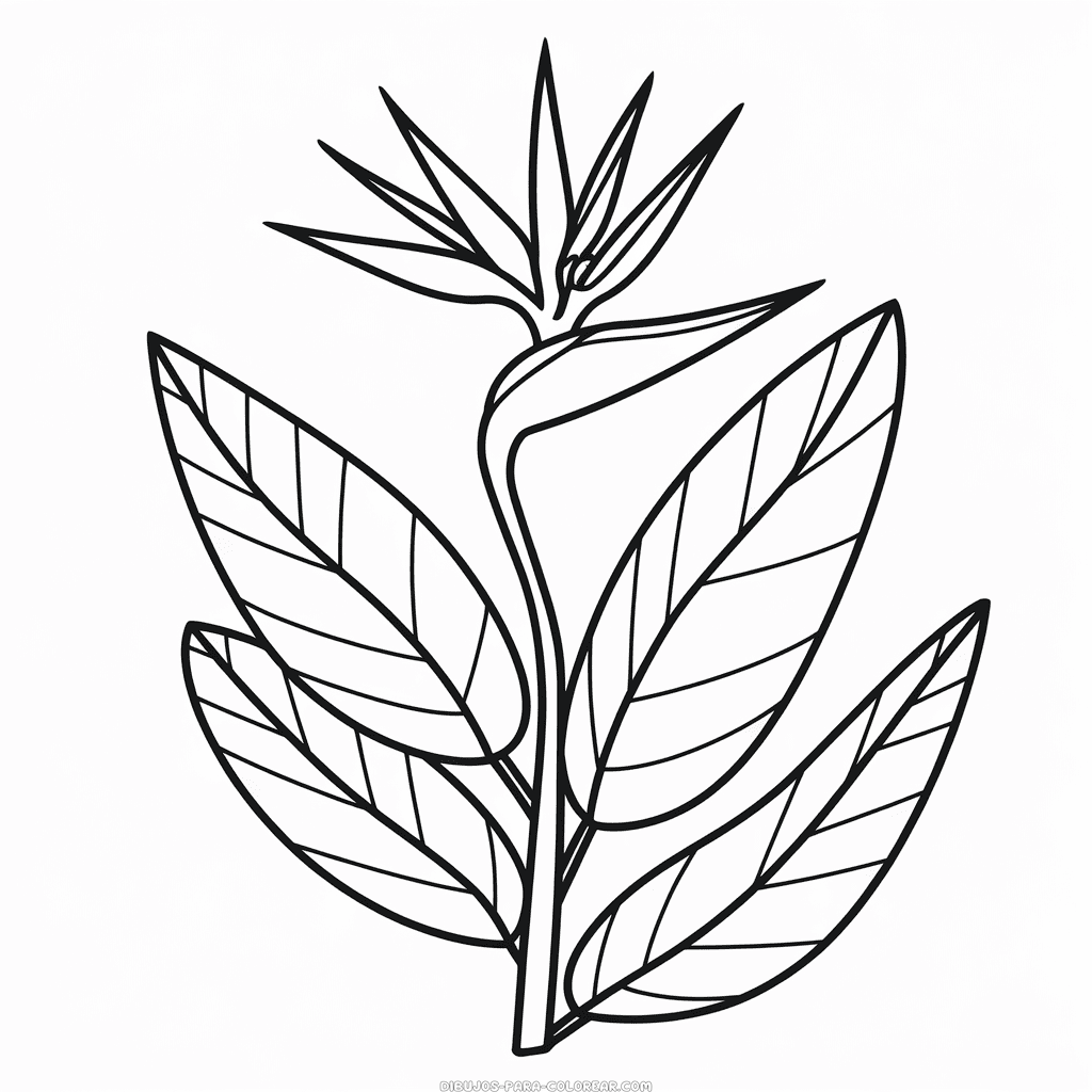 Dibujo de flor ave del paraíso para colorear