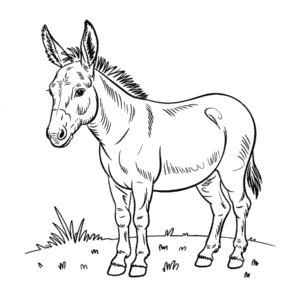 Dibujo de Burro Realista para Colorear